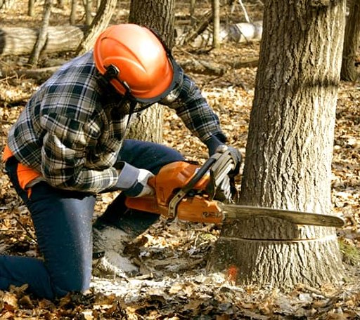 Tree Removal in Alma, WI